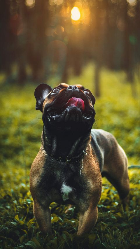 Download wallpaper 2160x3840 pug, dog, tongue protruding, pet, funny samsung galaxy s4, s5, note, sony xperia z, z1, z2, z3, htc one, lenovo vibe hd background