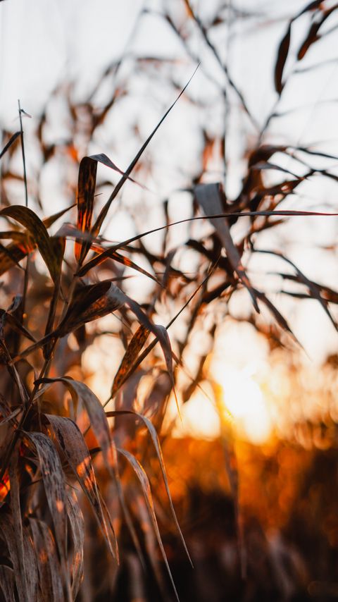 Download wallpaper 2160x3840 reed, leaves, plants, sunset, nature samsung galaxy s4, s5, note, sony xperia z, z1, z2, z3, htc one, lenovo vibe hd background