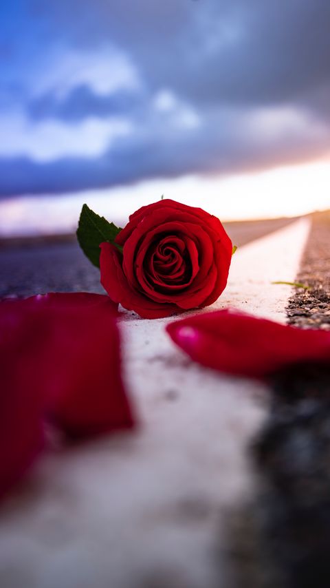 Download wallpaper 2160x3840 rose, flower, petals, red, asphalt, road samsung galaxy s4, s5, note, sony xperia z, z1, z2, z3, htc one, lenovo vibe hd background