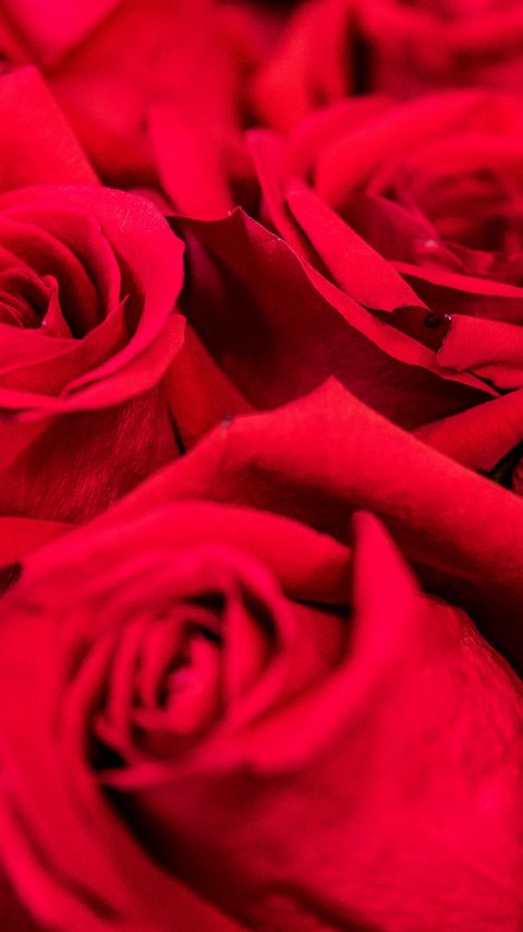 Download wallpaper 2160x3840 roses, red, petals, bouquet samsung galaxy s4, s5, note, sony xperia z, z1, z2, z3, htc one, lenovo vibe hd background