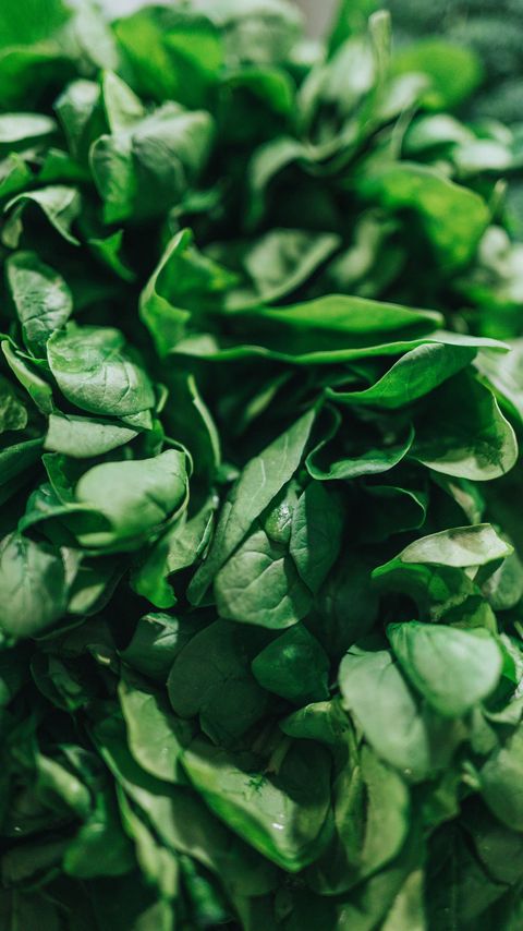 Download wallpaper 2160x3840 spinach, leaves, green, macro samsung galaxy s4, s5, note, sony xperia z, z1, z2, z3, htc one, lenovo vibe hd background