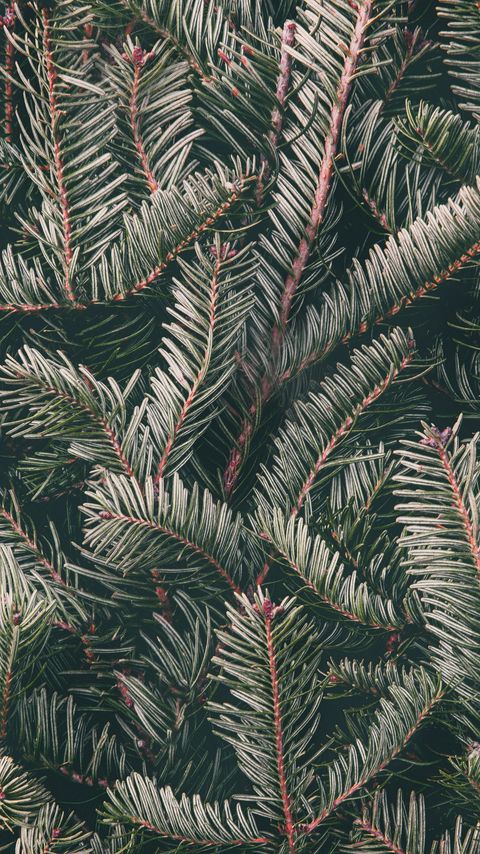 Download wallpaper 2160x3840 spruce, needles, branches, green samsung galaxy s4, s5, note, sony xperia z, z1, z2, z3, htc one, lenovo vibe hd background