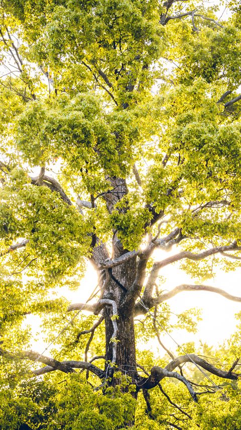 Download wallpaper 2160x3840 tree, branches, sunlight, rays, bright samsung galaxy s4, s5, note, sony xperia z, z1, z2, z3, htc one, lenovo vibe hd background