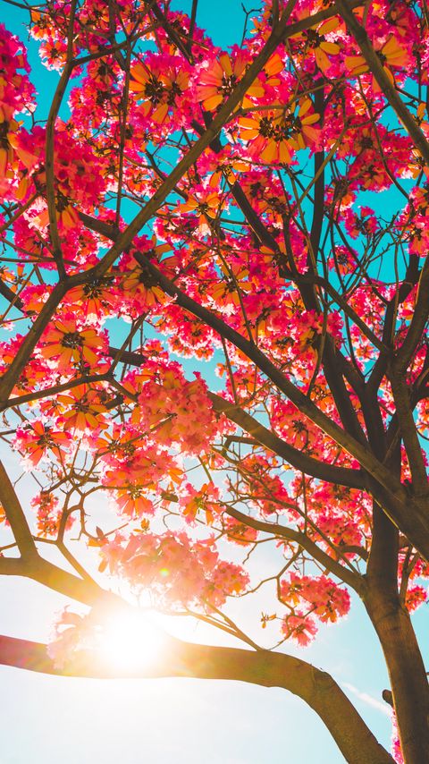 Download wallpaper 2160x3840 tree, flowers, sun, sunlight, branches samsung galaxy s4, s5, note, sony xperia z, z1, z2, z3, htc one, lenovo vibe hd background
