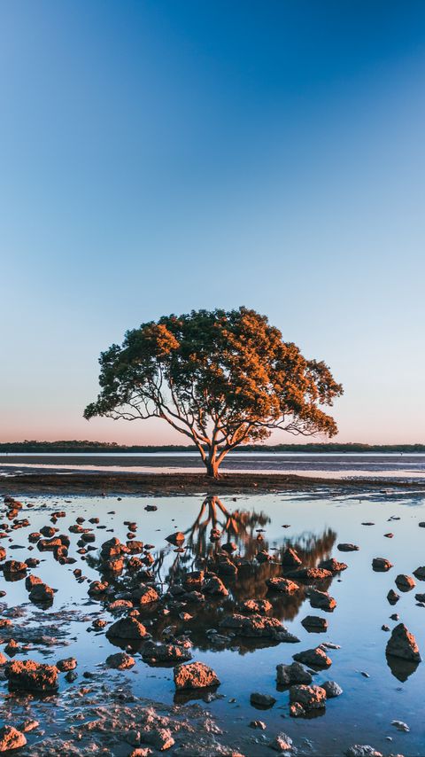 Download wallpaper 2160x3840 tree, shore, stones, water, reflection samsung galaxy s4, s5, note, sony xperia z, z1, z2, z3, htc one, lenovo vibe hd background
