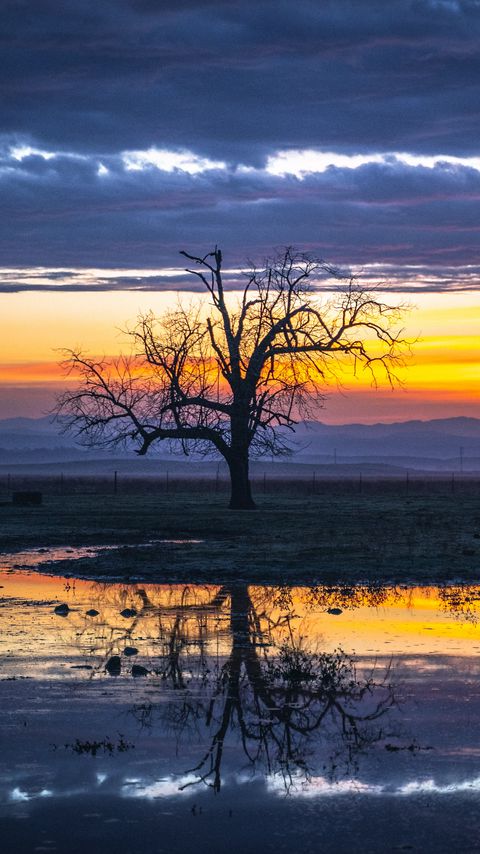 Download wallpaper 2160x3840 tree, water, reflection, dusk, nature samsung galaxy s4, s5, note, sony xperia z, z1, z2, z3, htc one, lenovo vibe hd background