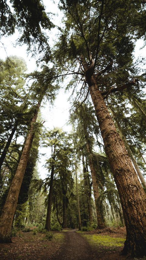 Download wallpaper 2160x3840 trees, pines, path, nature samsung galaxy s4, s5, note, sony xperia z, z1, z2, z3, htc one, lenovo vibe hd background