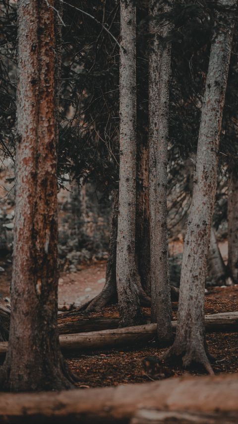 Download wallpaper 2160x3840 trees, pines, trunks, forest, nature samsung galaxy s4, s5, note, sony xperia z, z1, z2, z3, htc one, lenovo vibe hd background