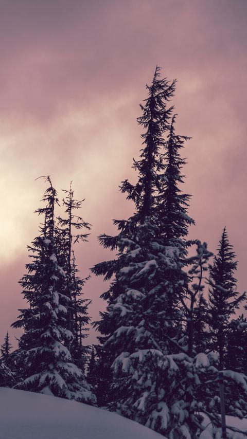 Download wallpaper 2160x3840 trees, spruces, snow, winter, nature samsung galaxy s4, s5, note, sony xperia z, z1, z2, z3, htc one, lenovo vibe hd background
