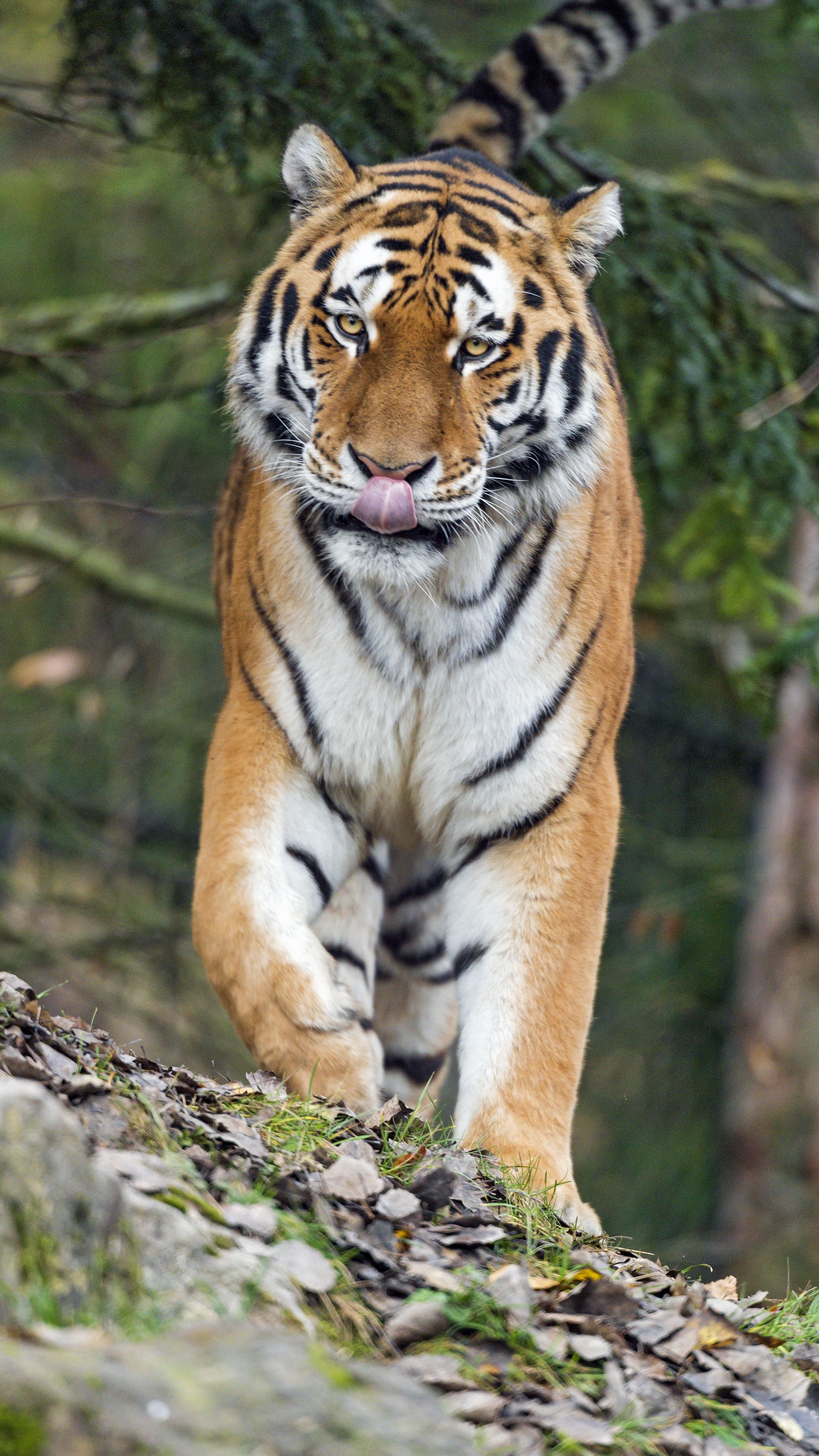 Download wallpaper 2160x3840 amur tiger, tiger, predator, big cat ...