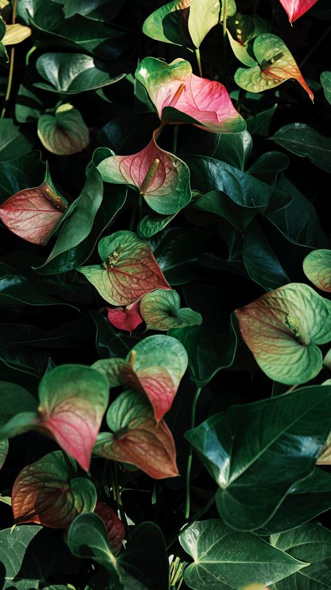 Download wallpaper 2160x3840 anthurium, flowers, leaves, veins, plant samsung galaxy s4, s5, note, sony xperia z, z1, z2, z3, htc one, lenovo vibe hd background