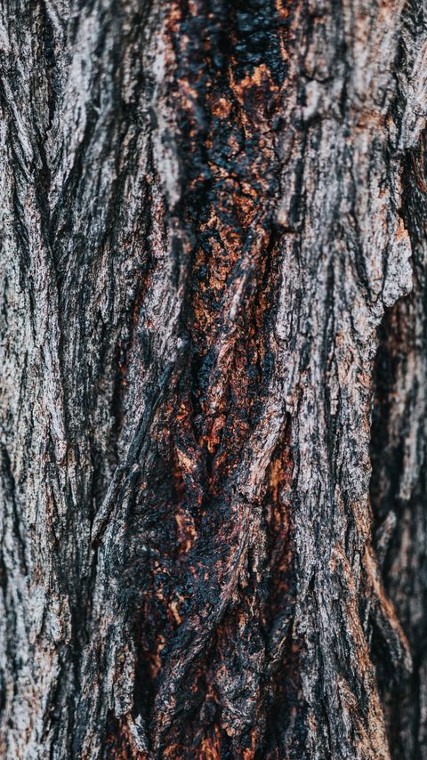 Download wallpaper 2160x3840 bark, tree, wooden, relief, texture samsung galaxy s4, s5, note, sony xperia z, z1, z2, z3, htc one, lenovo vibe hd background