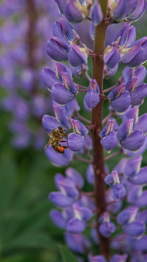 Download wallpaper 2160x3840 bee, insect, lupine, flower samsung galaxy s4, s5, note, sony xperia z, z1, z2, z3, htc one, lenovo vibe hd background