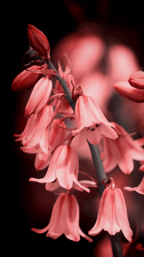 Download wallpaper 2160x3840 bell, flower, bloom, pink samsung galaxy s4, s5, note, sony xperia z, z1, z2, z3, htc one, lenovo vibe hd background
