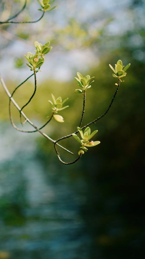 Download wallpaper 2160x3840 branch, leaves, focus, blur samsung galaxy s4, s5, note, sony xperia z, z1, z2, z3, htc one, lenovo vibe hd background