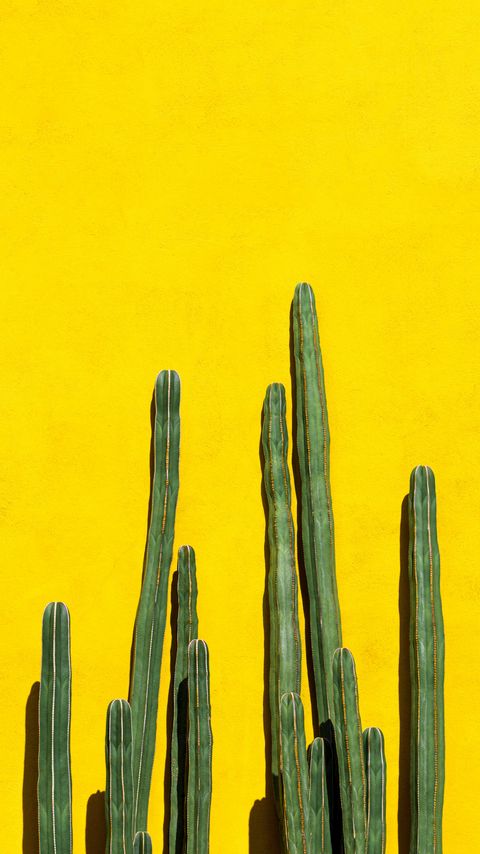 Download wallpaper 2160x3840 cacti, spines, plant, yellow samsung galaxy s4, s5, note, sony xperia z, z1, z2, z3, htc one, lenovo vibe hd background