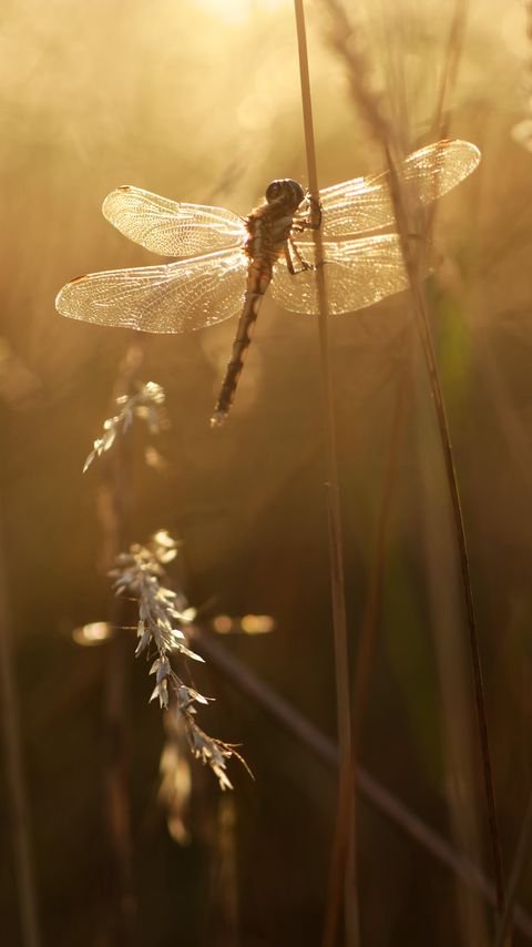 Download wallpaper 2160x3840 dragonfly, wings, insect, grass, rays samsung galaxy s4, s5, note, sony xperia z, z1, z2, z3, htc one, lenovo vibe hd background