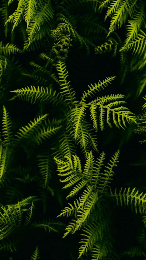 Download wallpaper 2160x3840 fern, branches, plant, leaves samsung galaxy s4, s5, note, sony xperia z, z1, z2, z3, htc one, lenovo vibe hd background