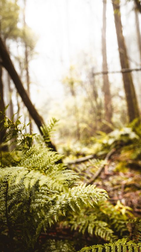 Download wallpaper 2160x3840 fern, leaves, trees, forest samsung galaxy s4, s5, note, sony xperia z, z1, z2, z3, htc one, lenovo vibe hd background