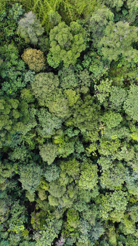 Download wallpaper 2160x3840 forest, trees, aerial view, green samsung galaxy s4, s5, note, sony xperia z, z1, z2, z3, htc one, lenovo vibe hd background