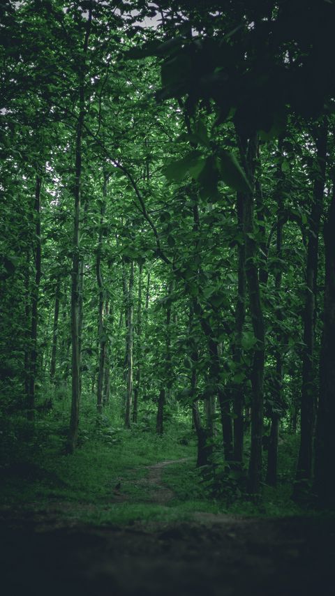 Download wallpaper 2160x3840 forest, trees, path, nature, green samsung galaxy s4, s5, note, sony xperia z, z1, z2, z3, htc one, lenovo vibe hd background