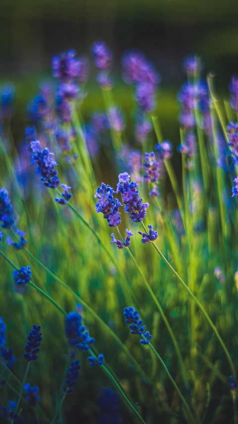 Download wallpaper 2160x3840 lavender, flowers, bloom, spring, grass samsung galaxy s4, s5, note, sony xperia z, z1, z2, z3, htc one, lenovo vibe hd background