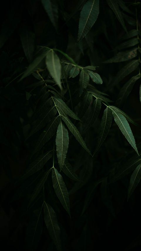 Download wallpaper 2160x3840 leaves, branches, bushes, plant, dark samsung galaxy s4, s5, note, sony xperia z, z1, z2, z3, htc one, lenovo vibe hd background