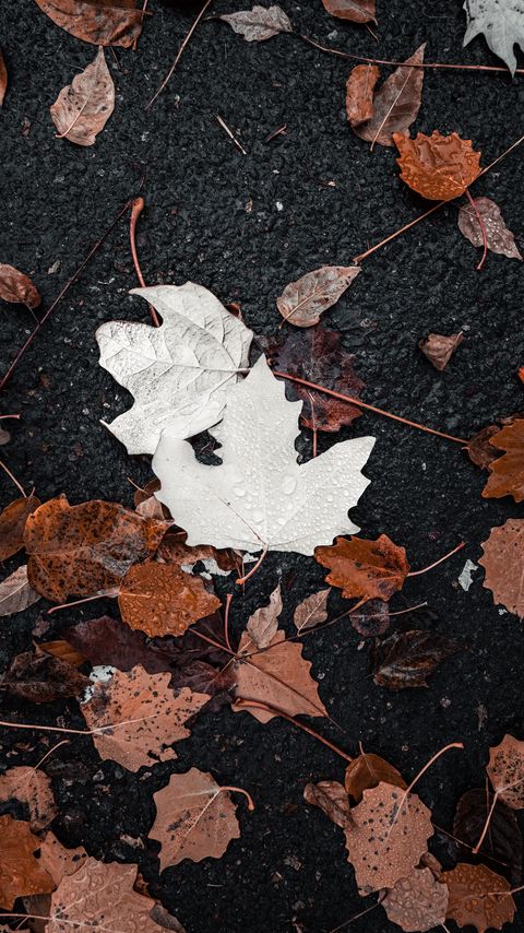 Download wallpaper 2160x3840 leaves, drops, water, autumn samsung galaxy s4, s5, note, sony xperia z, z1, z2, z3, htc one, lenovo vibe hd background