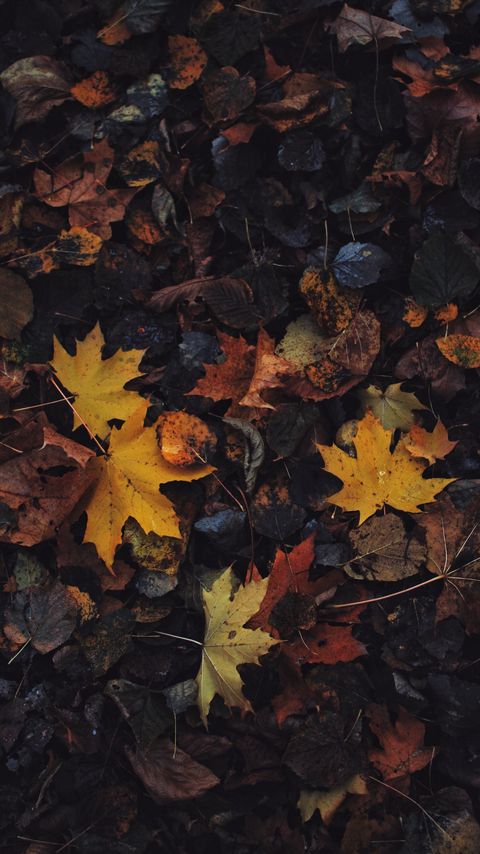Download wallpaper 2160x3840 leaves, maple leaf, autumn samsung galaxy s4, s5, note, sony xperia z, z1, z2, z3, htc one, lenovo vibe hd background