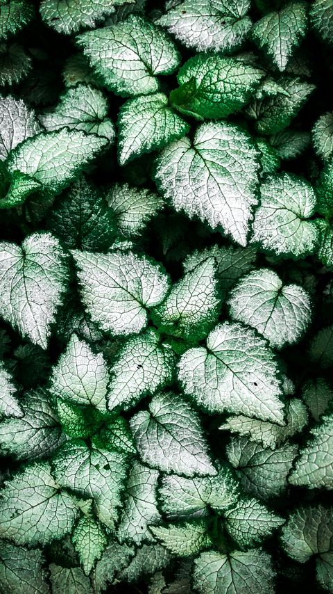 Download wallpaper 2160x3840 leaves, plant, handsome samsung galaxy s4, s5, note, sony xperia z, z1, z2, z3, htc one, lenovo vibe hd background