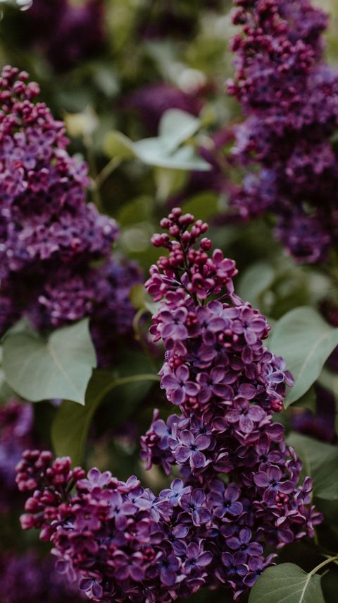 Download wallpaper 2160x3840 lilac, flowers, bushes, leaves samsung galaxy s4, s5, note, sony xperia z, z1, z2, z3, htc one, lenovo vibe hd background