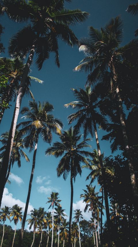 Download wallpaper 2160x3840 palm trees, leaves, tropical samsung galaxy s4, s5, note, sony xperia z, z1, z2, z3, htc one, lenovo vibe hd background