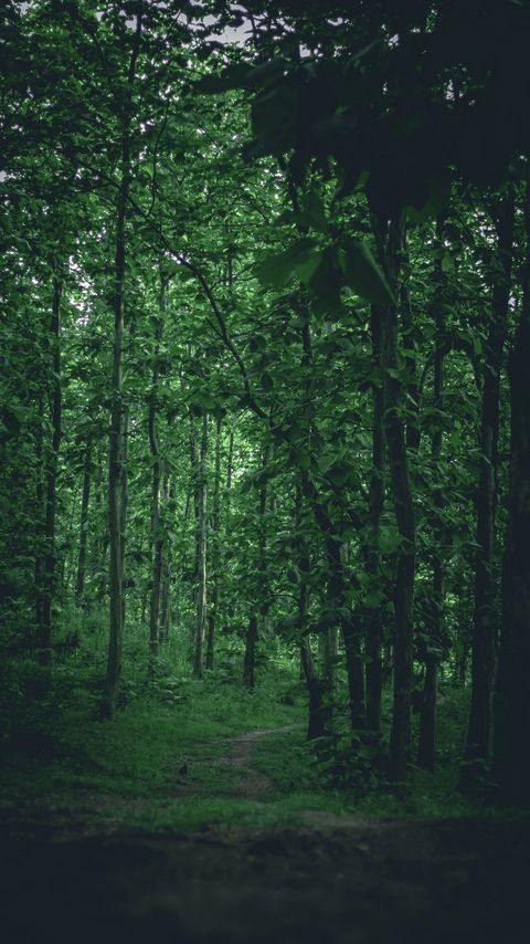 Download wallpaper 2160x3840 path, forest, trees, grass, branches samsung galaxy s4, s5, note, sony xperia z, z1, z2, z3, htc one, lenovo vibe hd background
