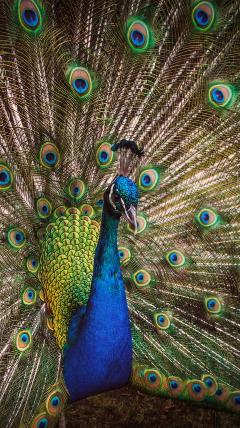 Download wallpaper 2160x3840 peacock, bird, feathers, pattern, bright samsung galaxy s4, s5, note, sony xperia z, z1, z2, z3, htc one, lenovo vibe hd background