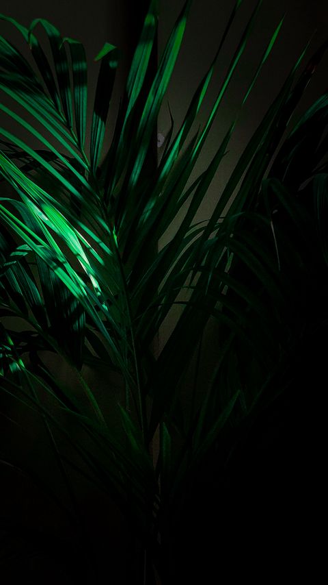 Download wallpaper 2160x3840 plant, leaves, branches, tropical samsung galaxy s4, s5, note, sony xperia z, z1, z2, z3, htc one, lenovo vibe hd background