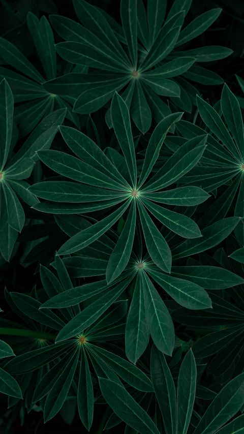 Download wallpaper 2160x3840 plant, leaves, branches, dark, green samsung galaxy s4, s5, note, sony xperia z, z1, z2, z3, htc one, lenovo vibe hd background
