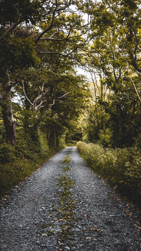 Download wallpaper 2160x3840 road, forest, trees, plants samsung galaxy s4, s5, note, sony xperia z, z1, z2, z3, htc one, lenovo vibe hd background