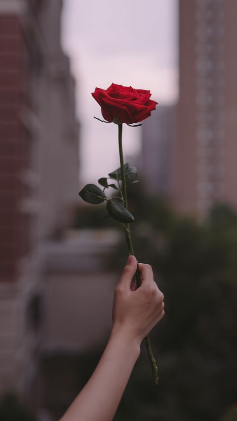 Download wallpaper 2160x3840 rose, flower, hand, focus samsung galaxy s4, s5, note, sony xperia z, z1, z2, z3, htc one, lenovo vibe hd background