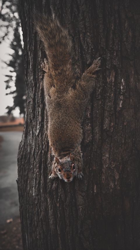 Download wallpaper 2160x3840 squirrel, rodent, funny, clever samsung galaxy s4, s5, note, sony xperia z, z1, z2, z3, htc one, lenovo vibe hd background