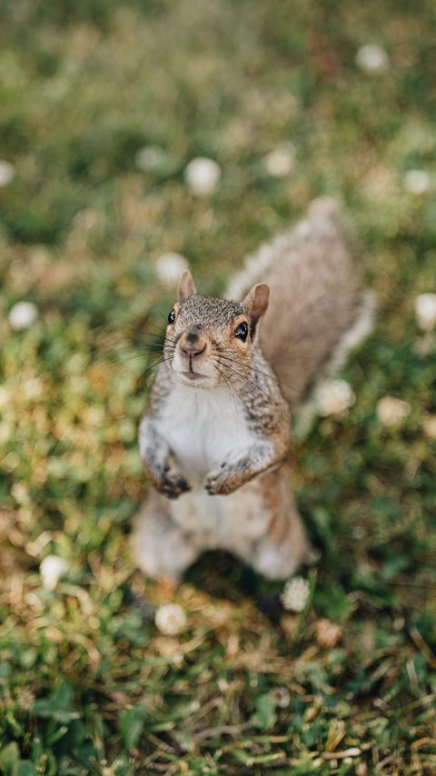 Download wallpaper 2160x3840 squirrel, rodent, glance, fluffy samsung galaxy s4, s5, note, sony xperia z, z1, z2, z3, htc one, lenovo vibe hd background