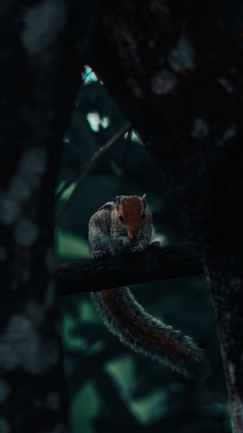 Download wallpaper 2160x3840 squirrel, rodent, tail, tree samsung galaxy s4, s5, note, sony xperia z, z1, z2, z3, htc one, lenovo vibe hd background