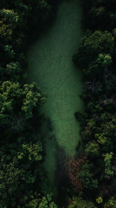 Download wallpaper 2160x3840 swamp, trees, forest, aerial view samsung galaxy s4, s5, note, sony xperia z, z1, z2, z3, htc one, lenovo vibe hd background