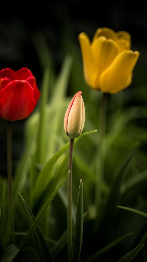 Download wallpaper 2160x3840 tulips, flowers, leaves, flowerbed samsung galaxy s4, s5, note, sony xperia z, z1, z2, z3, htc one, lenovo vibe hd background