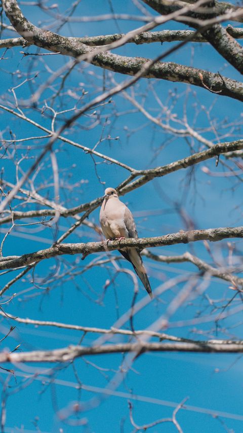 Download wallpaper 2160x3840 white pigeon, pigeon, bird, branches samsung galaxy s4, s5, note, sony xperia z, z1, z2, z3, htc one, lenovo vibe hd background