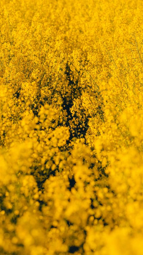 Download wallpaper 2160x3840 yellow flowers, flowers, wildflowers samsung galaxy s4, s5, note, sony xperia z, z1, z2, z3, htc one, lenovo vibe hd background