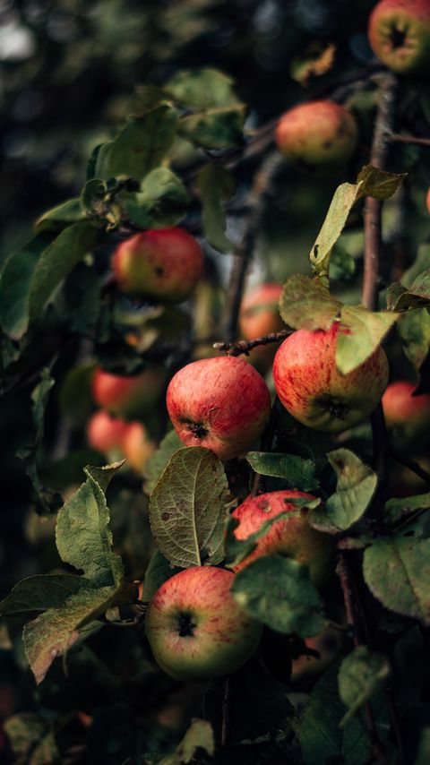Download wallpaper 2160x3840 apples, branches, fruit, red samsung galaxy s4, s5, note, sony xperia z, z1, z2, z3, htc one, lenovo vibe hd background