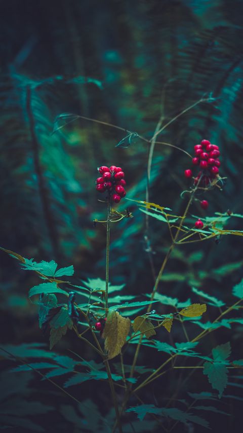 Download wallpaper 2160x3840 berry, plant, leaves, branches samsung galaxy s4, s5, note, sony xperia z, z1, z2, z3, htc one, lenovo vibe hd background