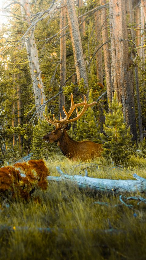 Download wallpaper 2160x3840 deer, antlers, animal, forest, trees samsung galaxy s4, s5, note, sony xperia z, z1, z2, z3, htc one, lenovo vibe hd background