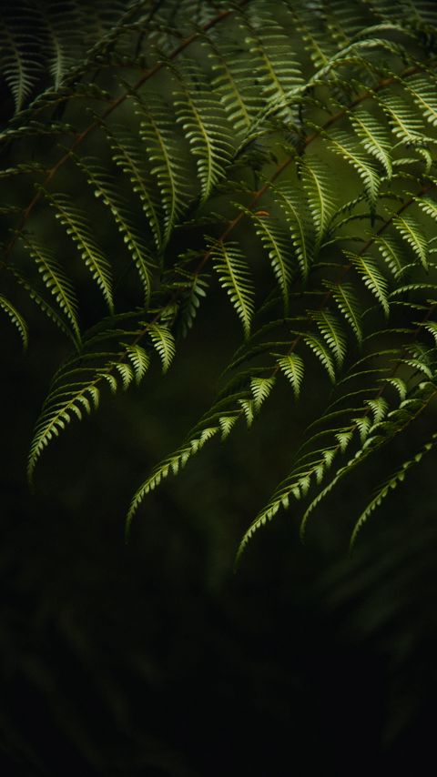 Download wallpaper 2160x3840 fern, branches, bushes, plant, green samsung galaxy s4, s5, note, sony xperia z, z1, z2, z3, htc one, lenovo vibe hd background
