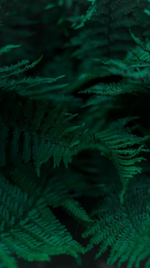 Download wallpaper 2160x3840 fern, branches, leaves, macro, green samsung galaxy s4, s5, note, sony xperia z, z1, z2, z3, htc one, lenovo vibe hd background